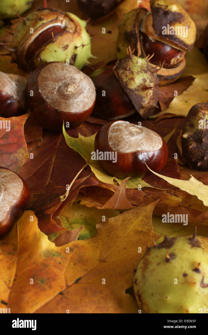 Conkers forest hi-res stock photography and images - Alamy