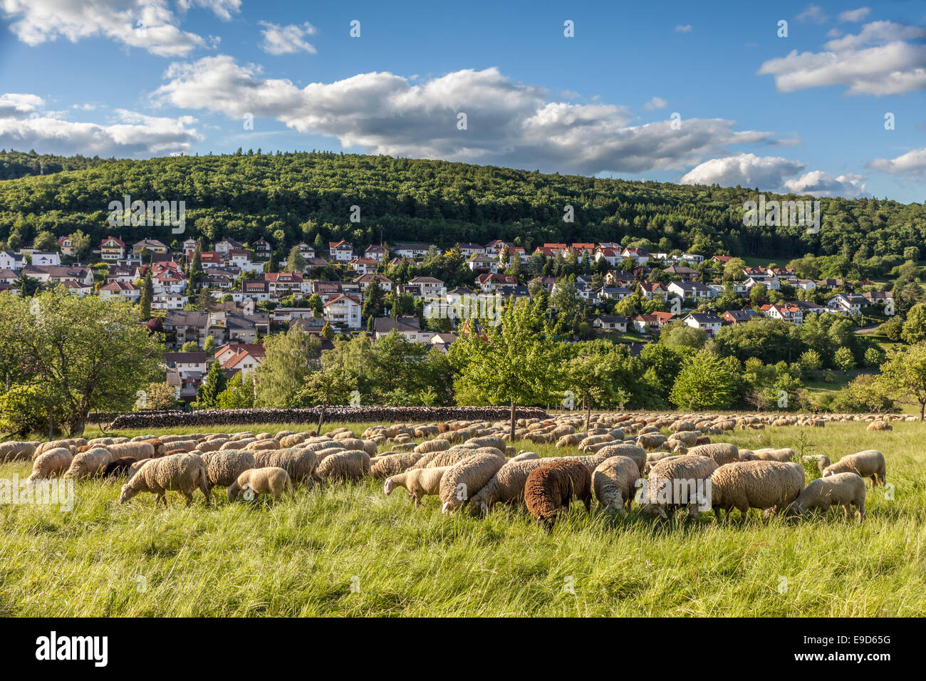 Flock Of Sheep in the Taunus mountains near Engenhahn, Hesse, Germany Stock Photo