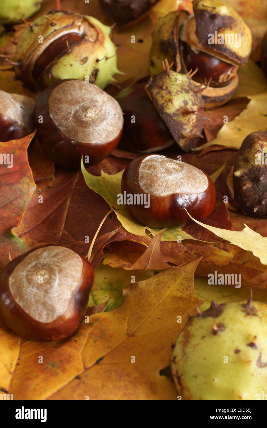 Conker fall hi-res stock photography and images - Alamy