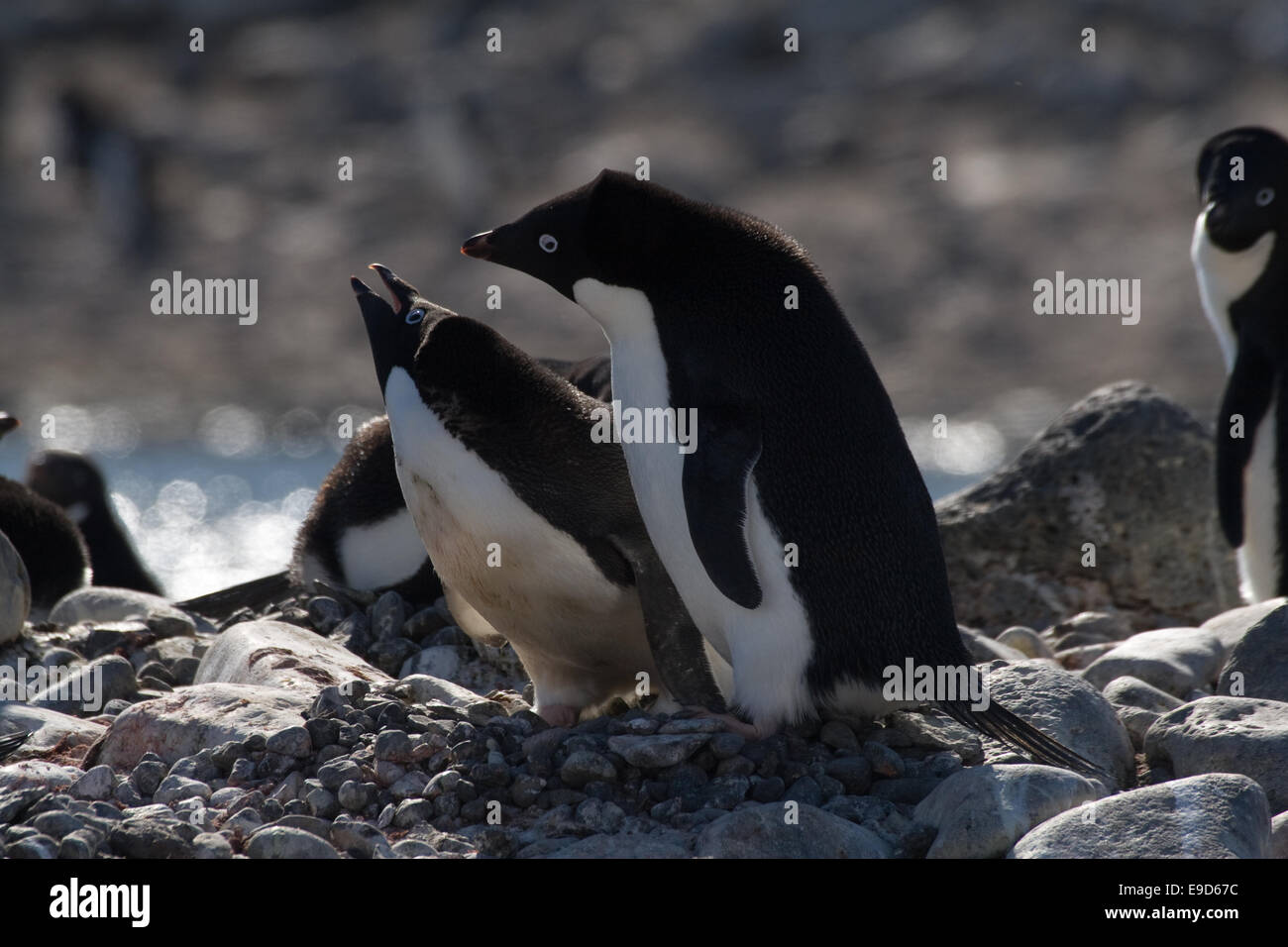 adelie penguin displaying to mate Stock Photo - Alamy