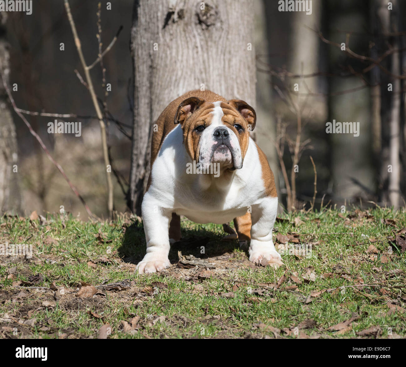 english bulldog puppy outside in the grass Stock Photo - Alamy