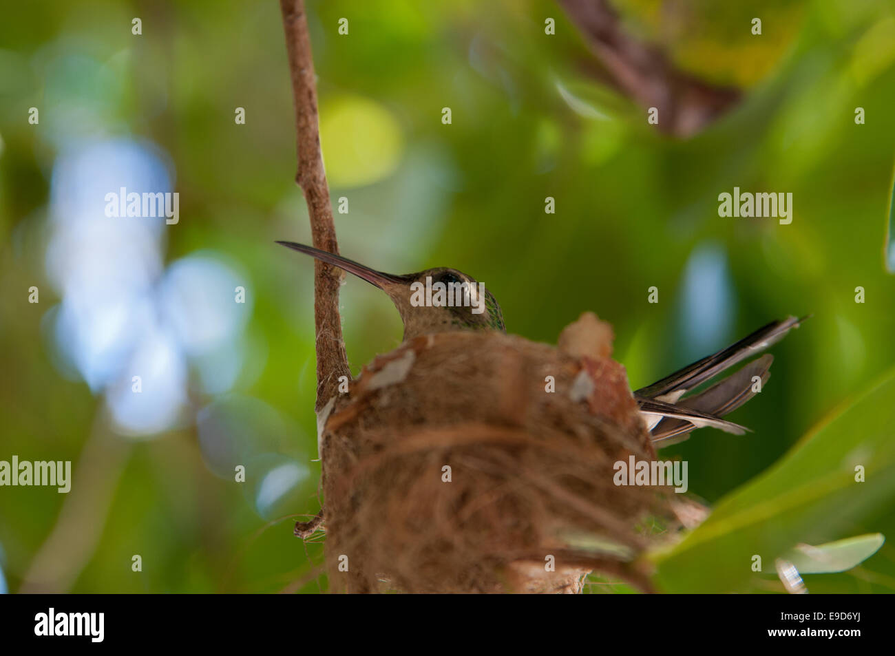 Tiny hummingbird on nest at central America Stock Photo
