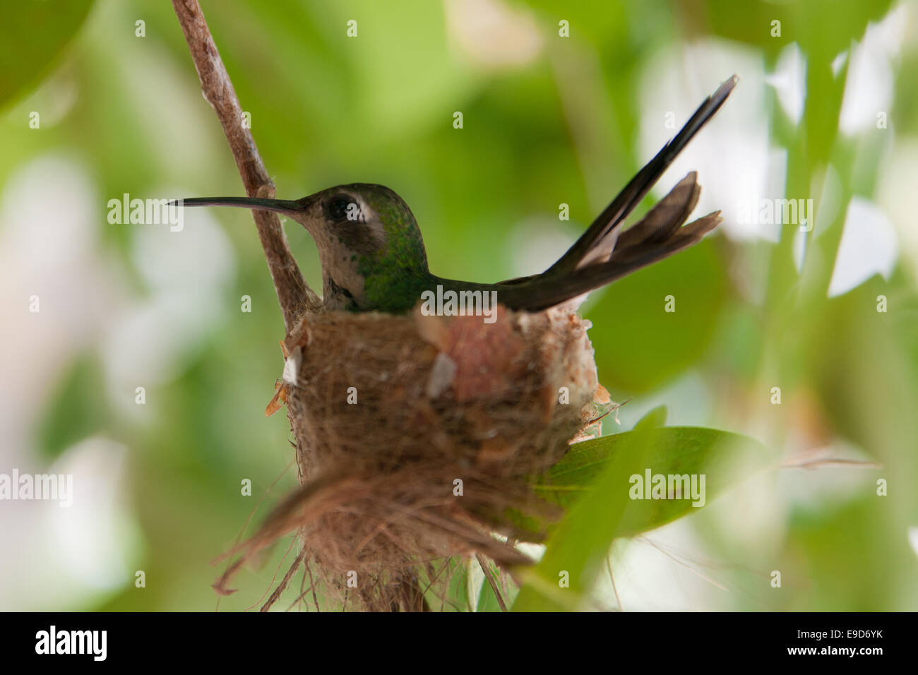 A tiny hummingbird on nest at central America Stock Photo