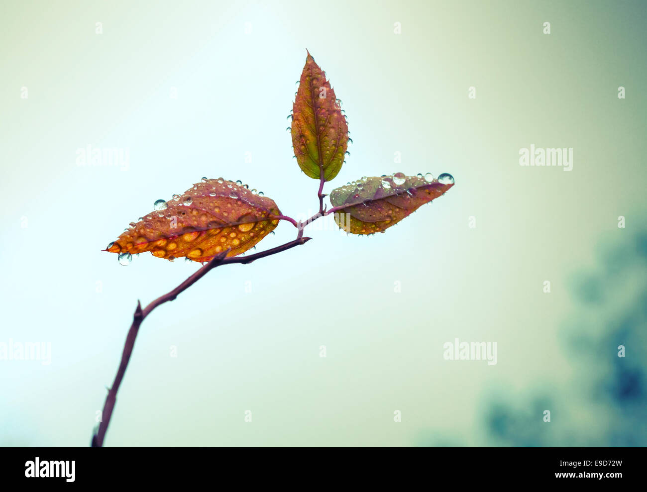 Small leaves on autumnal tree branch with water drops on it, vintage toned filter effect Stock Photo