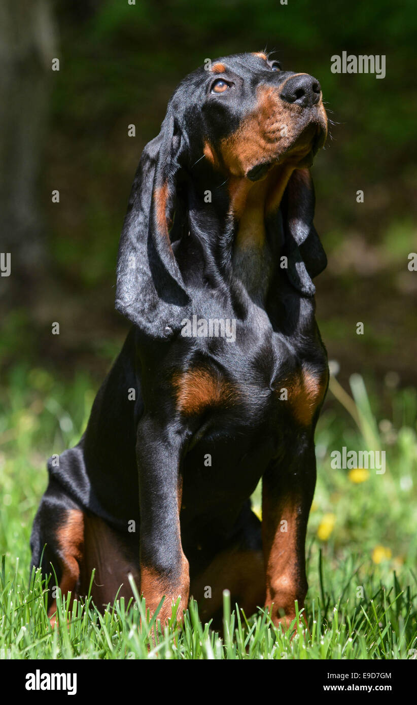 coonhound puppy black