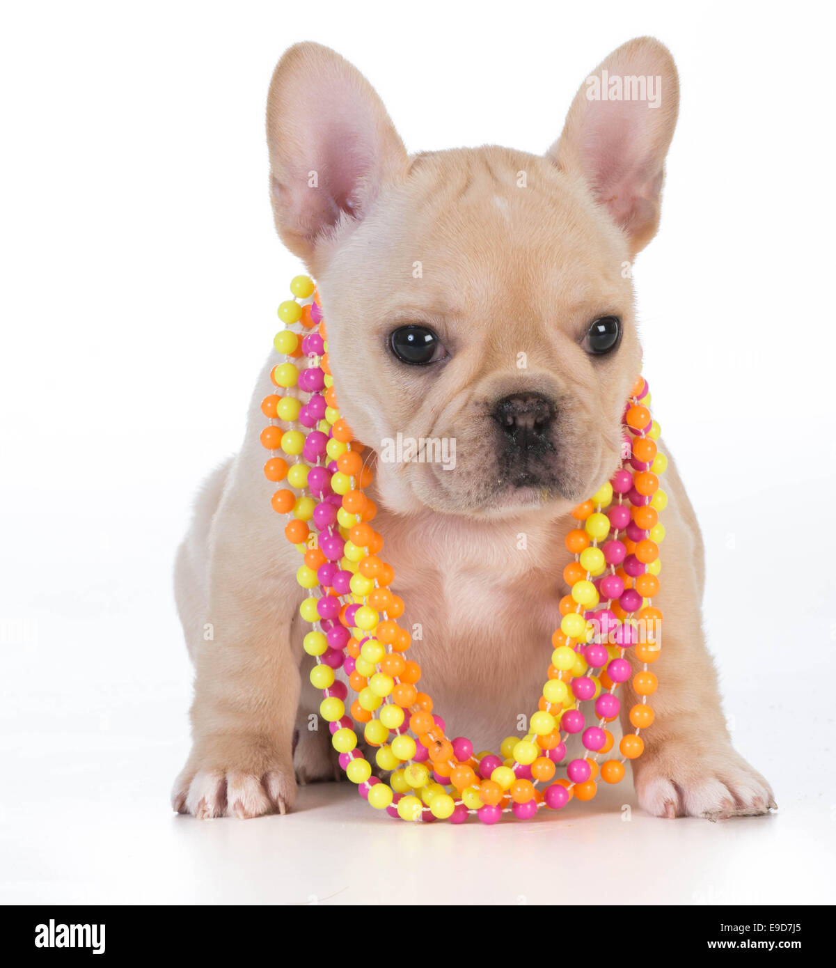 Bulldog Pendant Necklace | French Bulldog Necklace | French Bulldog  Pendants - Heart - Aliexpress