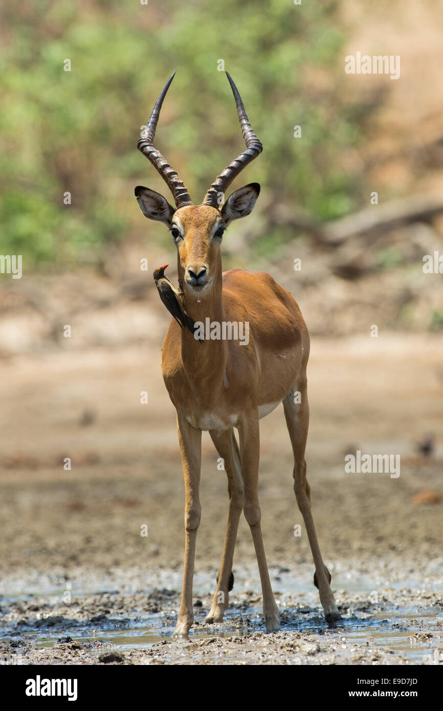 Male Impala looking at camera with Red-billed Oxpecker Stock Photo