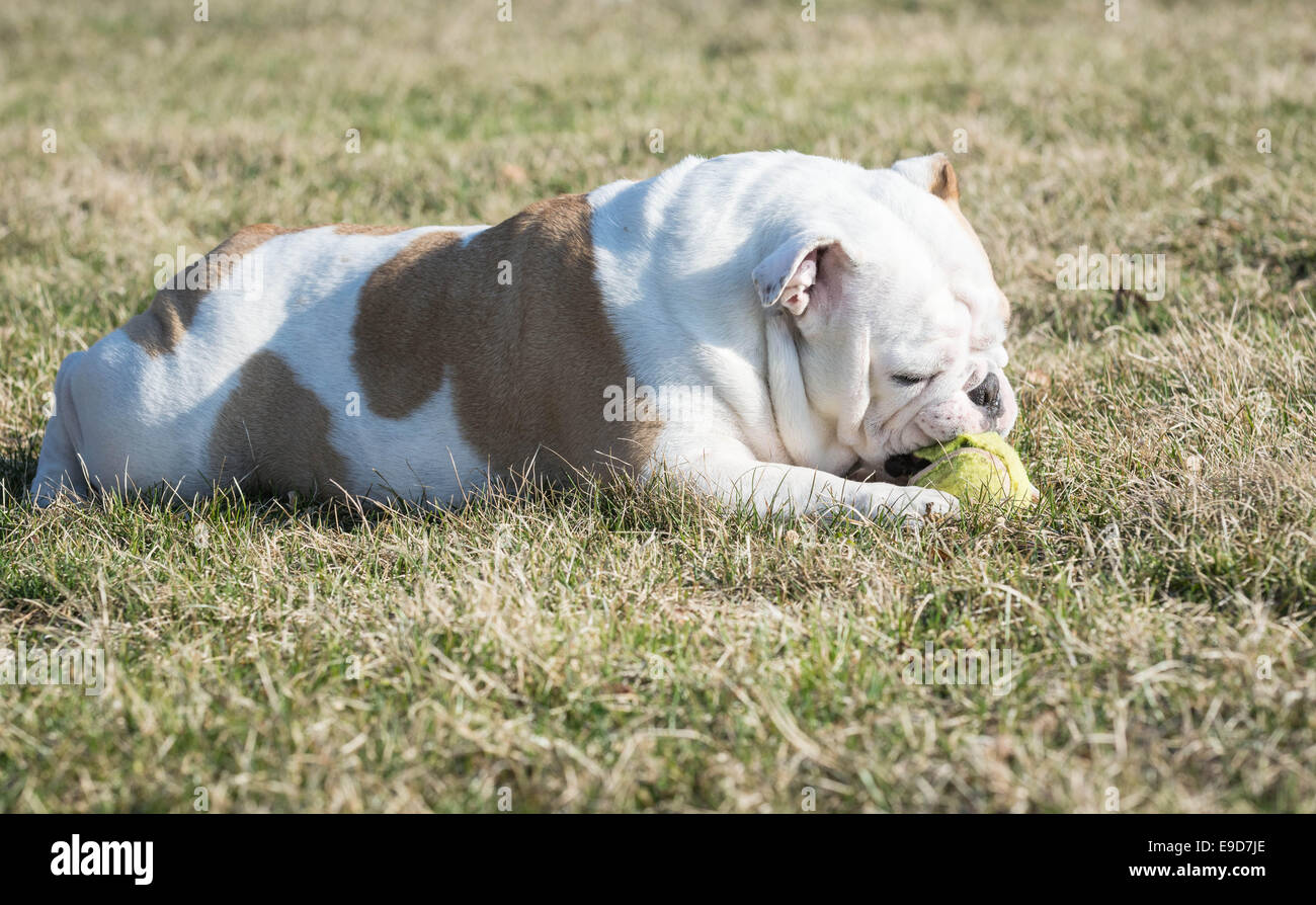 english bulldog playing with tennis ball outside in the grass Stock ...