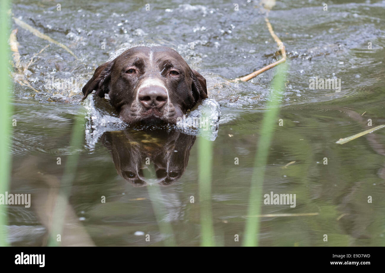 Does The Pointer Like To Swim