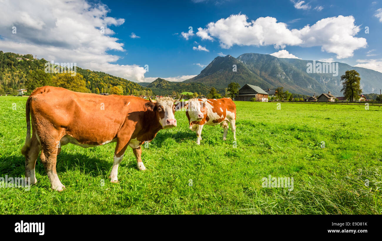 Cows on pasture in the Alps Stock Photo - Alamy
