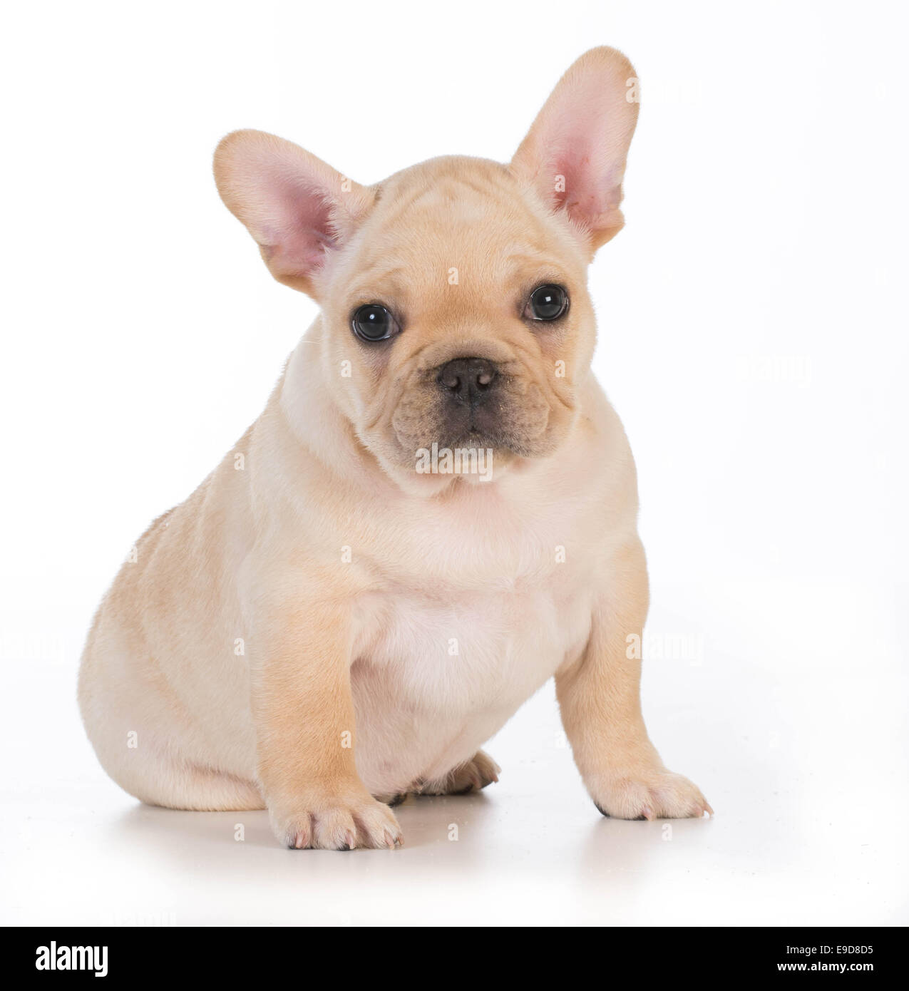 cute puppy - french bulldog puppy sitting looking at viewer - 7 weeks old  Stock Photo - Alamy