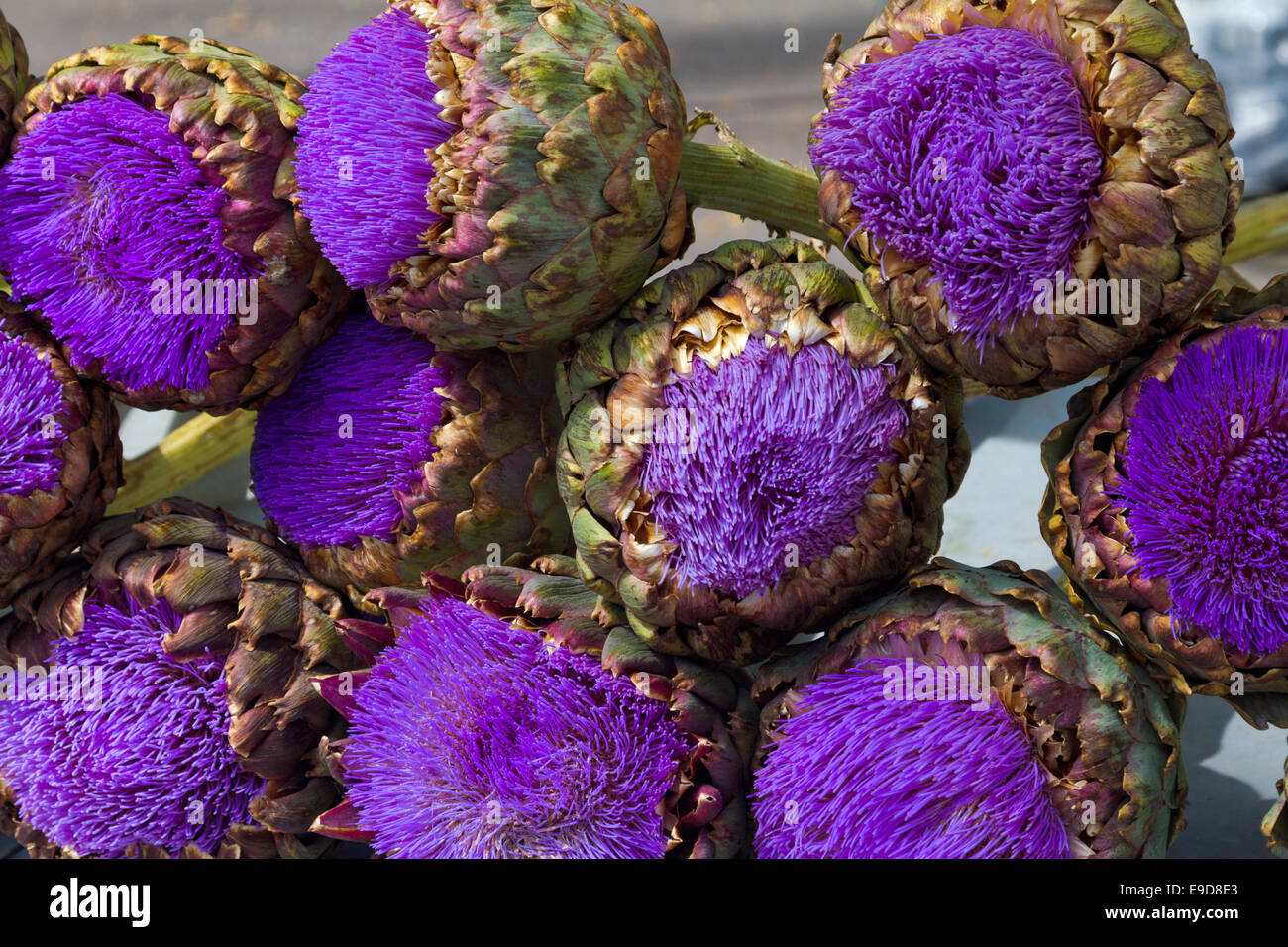 Ornamental artichokes hires stock photography and images Alamy