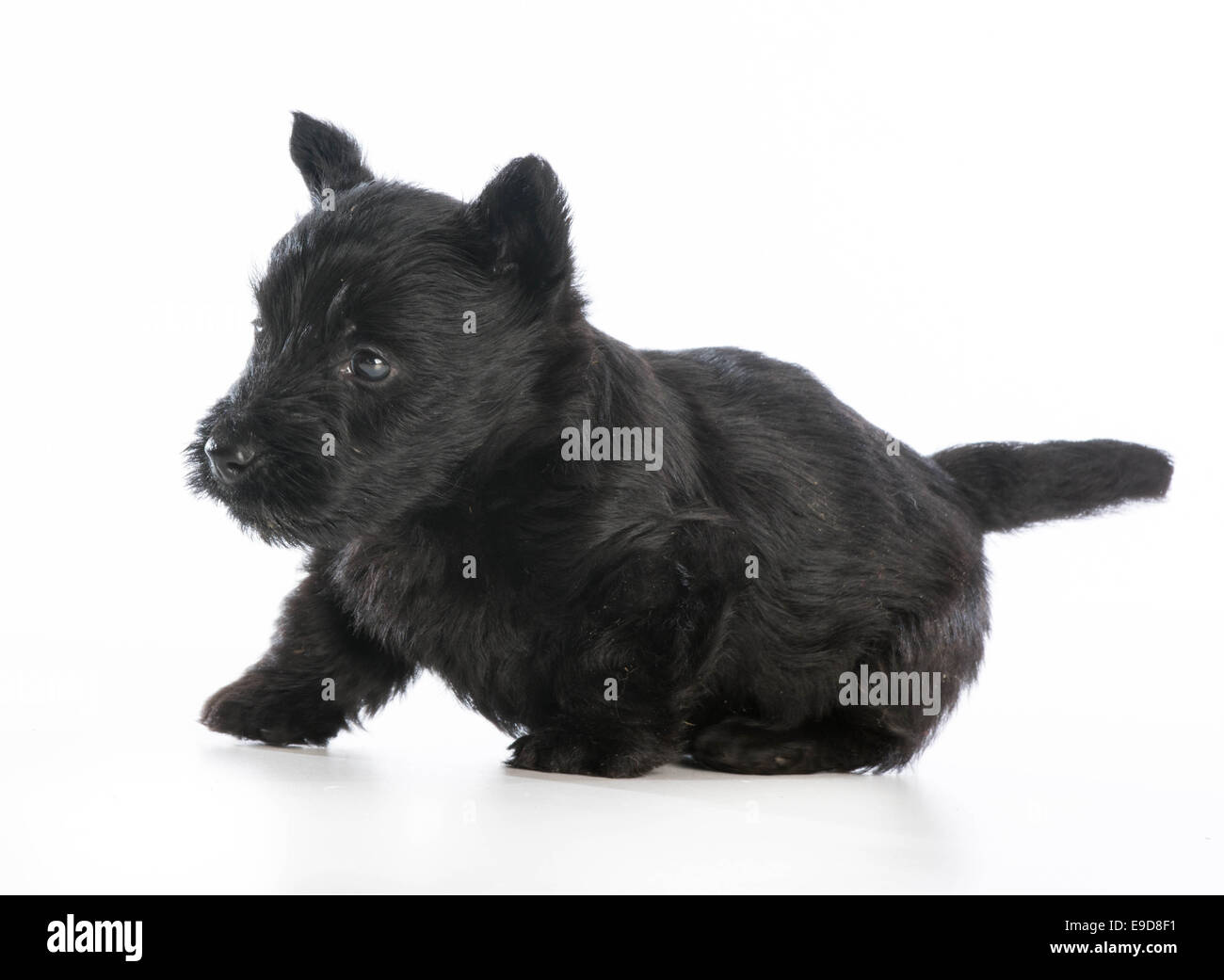 Scottish Terrier Puppy On White Background - 6 Weeks Old Stock Photo 