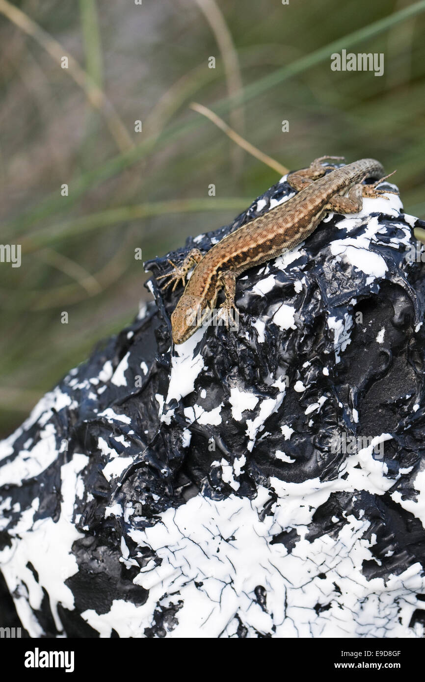 Pordacis muralis. Europaean wall lizard. Stock Photo