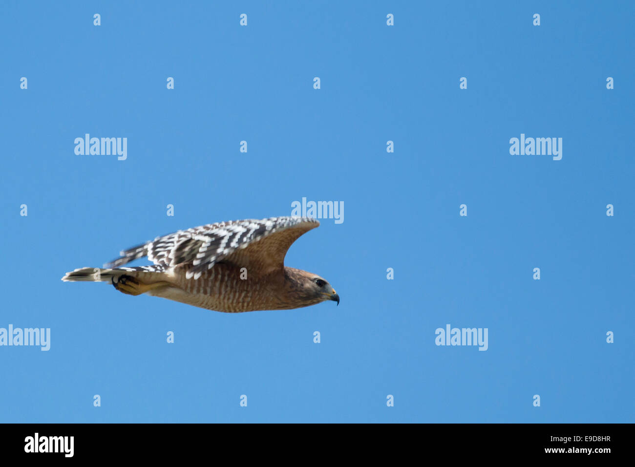 Red-shouldered hawk in flight - Buteo lineatus Stock Photo - Alamy