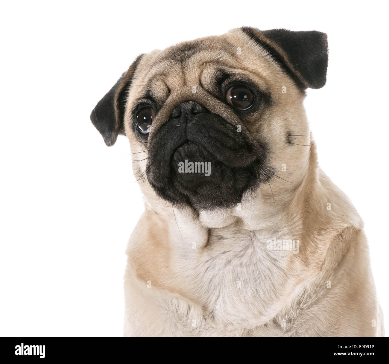 pug looking up isolated on white background Stock Photo - Alamy