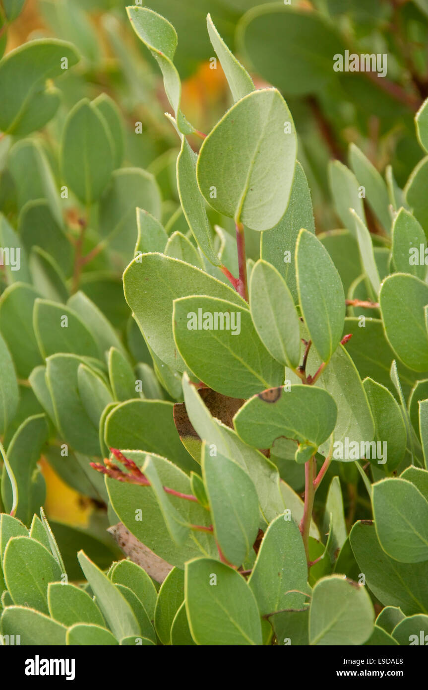Manzanita leaves, Pollard Gulch Day Use Area, ShastaTrinity National