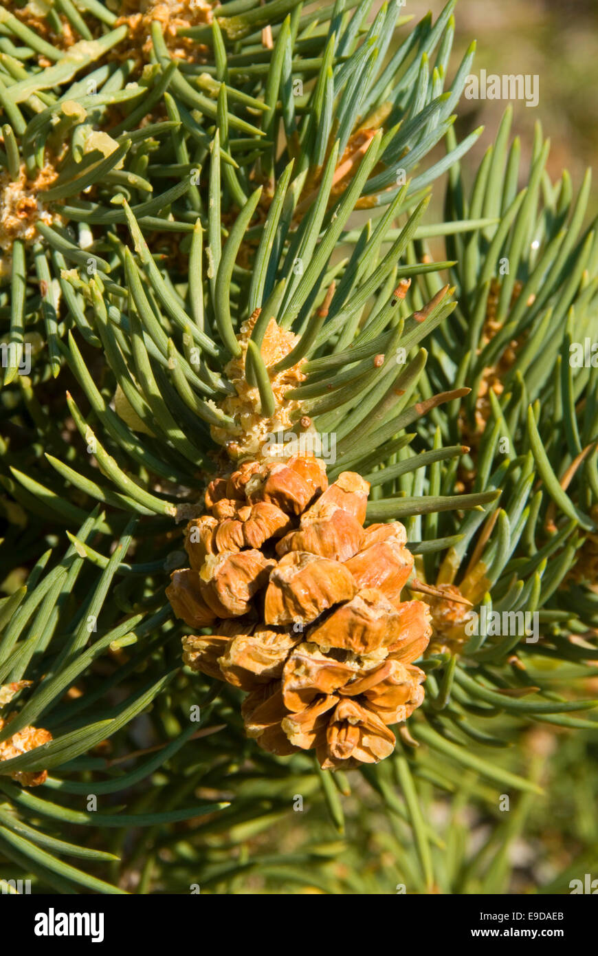 Pinyon pinecone, Ancient Bristlecone Pine Forest, Ancient Bristlecone National Scenic Byway, Inyo National Forest, California Stock Photo