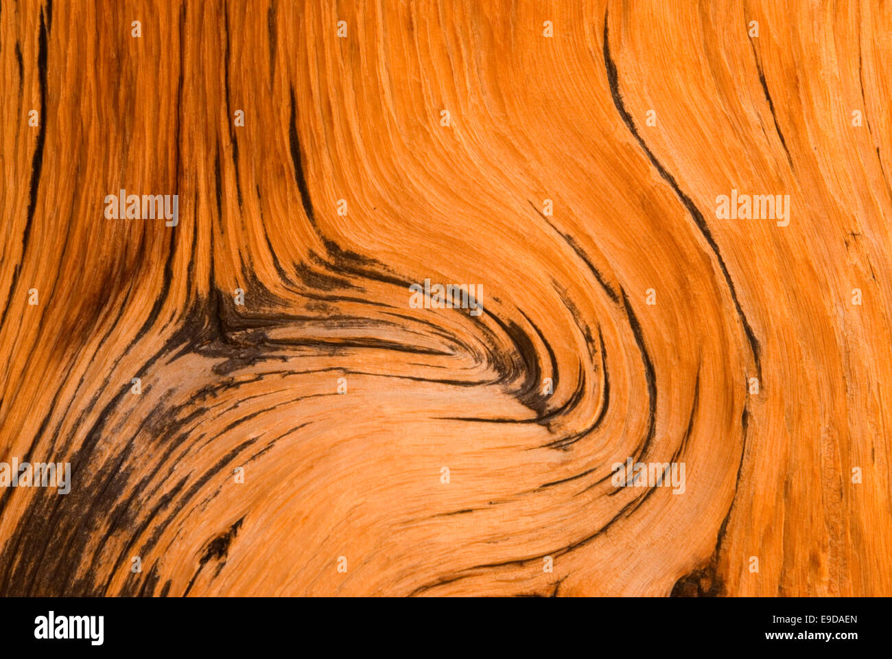 Bristlecone pine wood, Ancient Bristlecone Pine Forest, Inyo National Forest, California Stock Photo