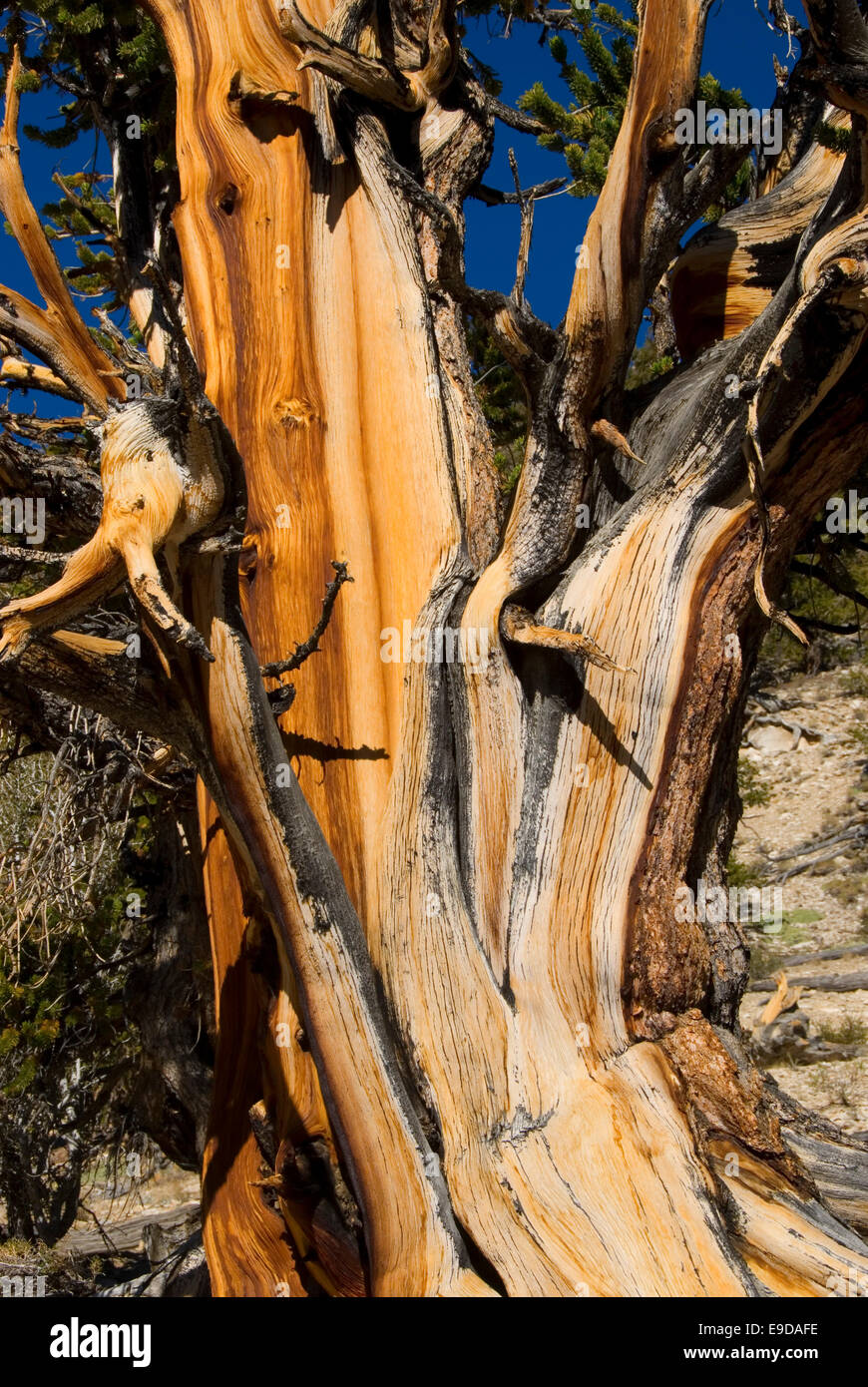 Bristlecone pine along Methuselah Walk National Recreation Trail, Inyo National Forest, California Stock Photo
