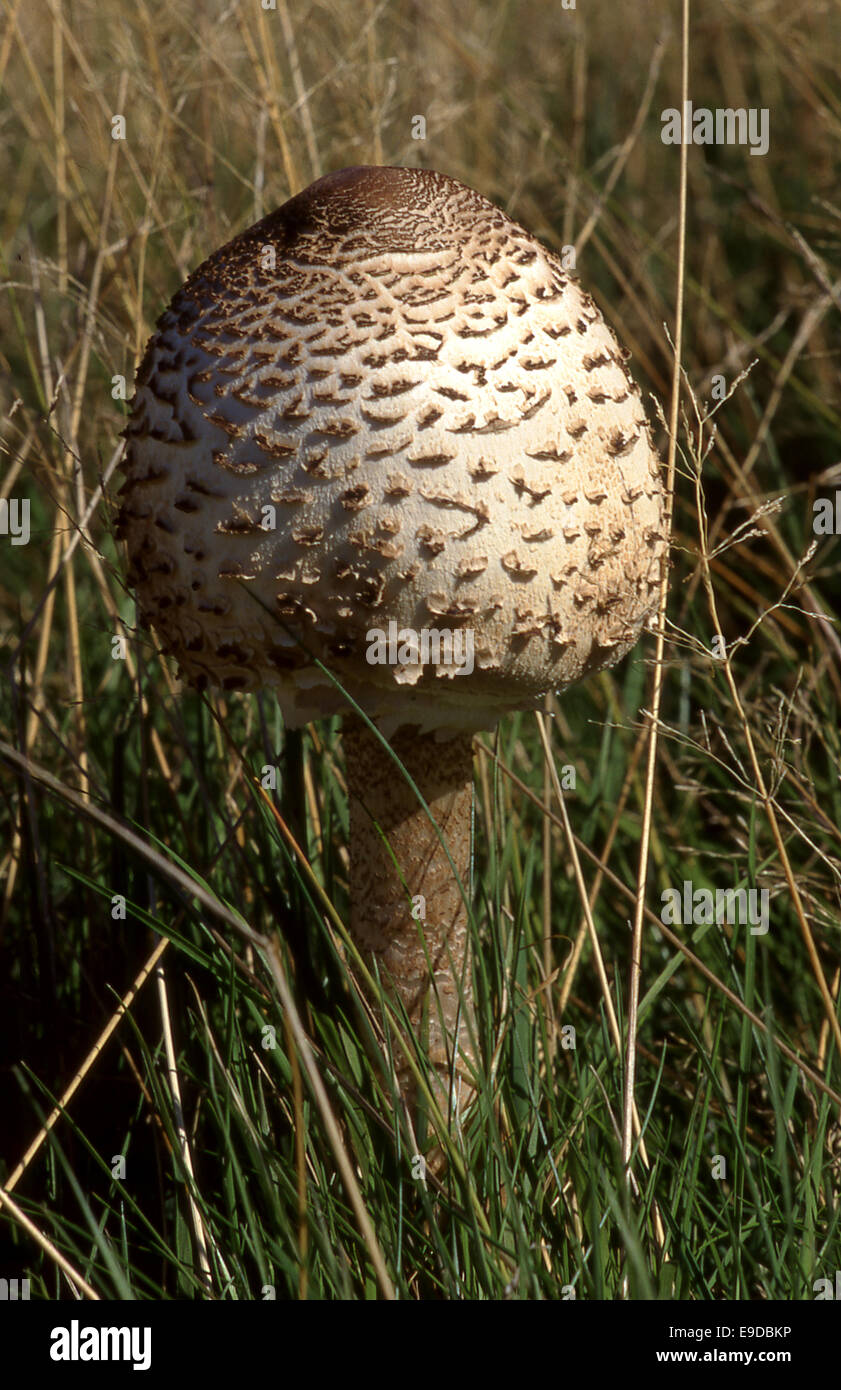 Shaggy Parasol (Chlorophyllum) fungus Stock Photo