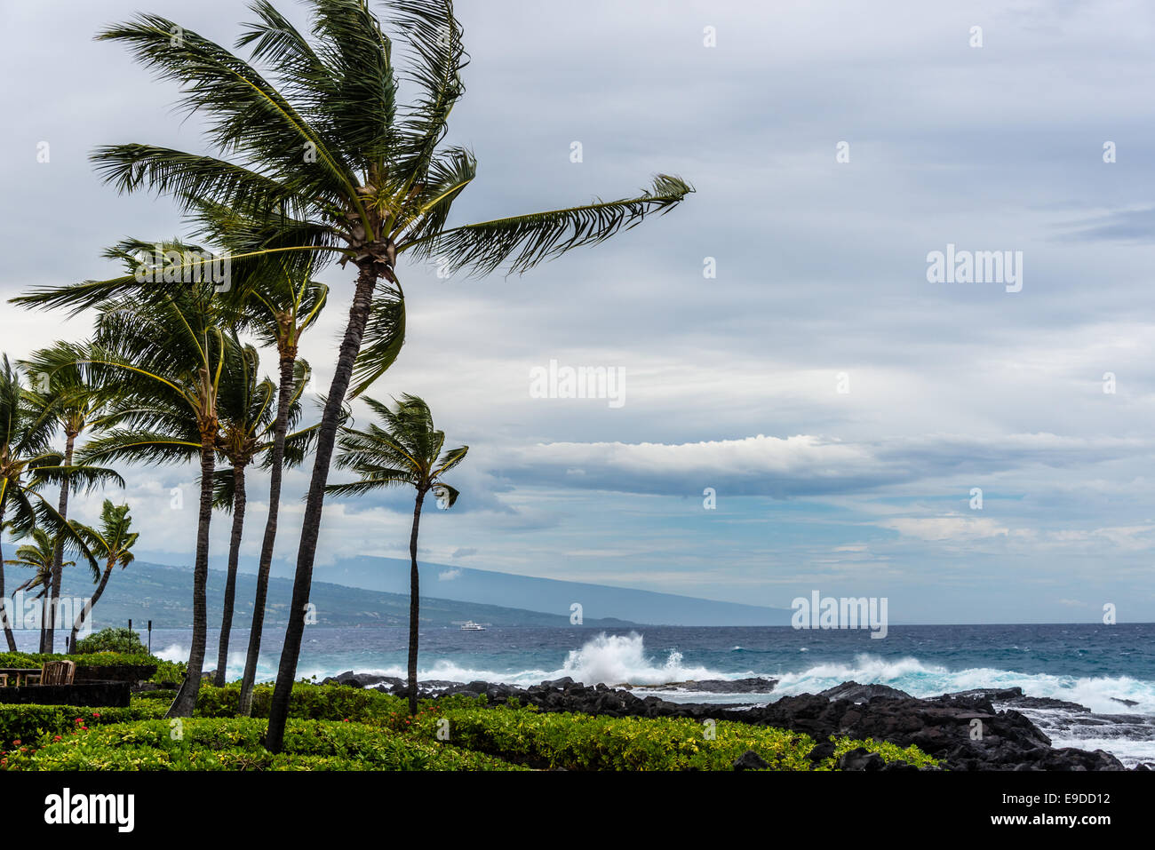 Palm Trees Storm Hawaii Hurricane Wind Ocean Blue Clouds Stormy Landscape Stock Photo