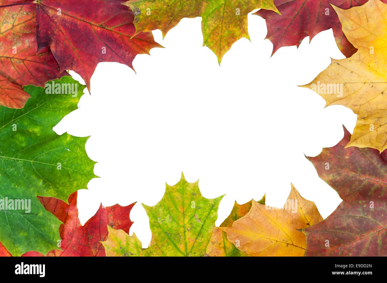Frame made of colorful autumn maple leaves isolated on white background ...