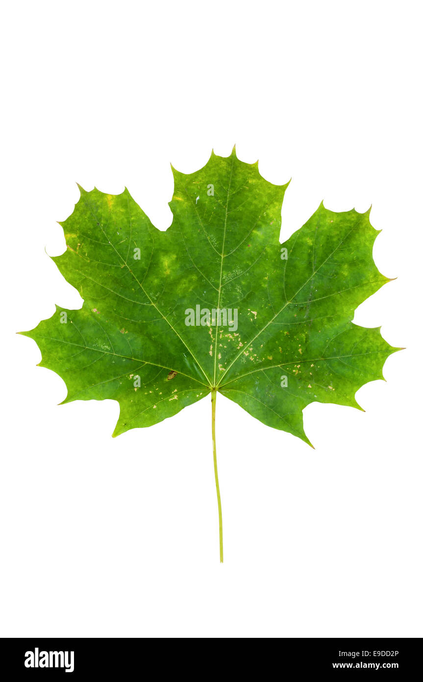 Green maple leaf isolated on white background with clipping path Stock ...