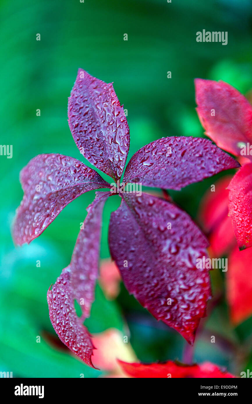 Virginia creeper, Parthenocissus quinquefolia "Engelmannii" Stock Photo