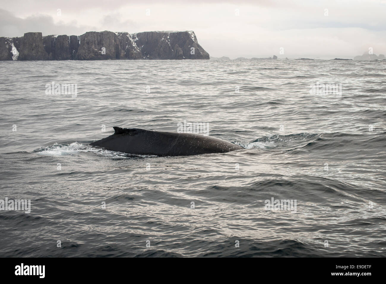 Humpback whale, Antarctica Stock Photo