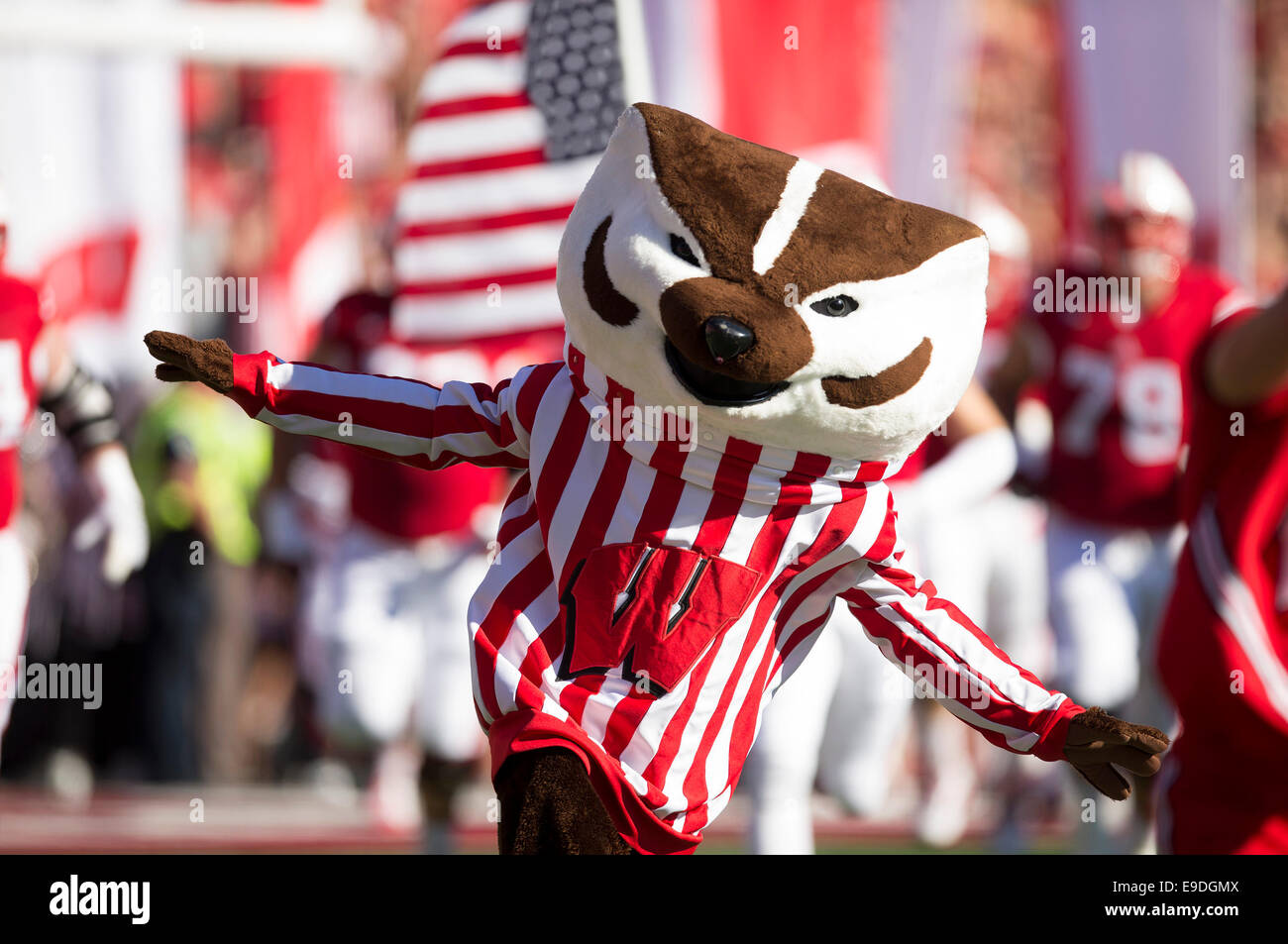 October 25, 2014: Bucky Badger the Wisconsin mascot runs onto the field during the NCAA Football game between the Maryland Terrapins and the Wisconsin Badgers at Camp Randall Stadium in Madison, WI. Wisconsin defeated Maryland 52-7. John Fisher/CSM Stock Photo