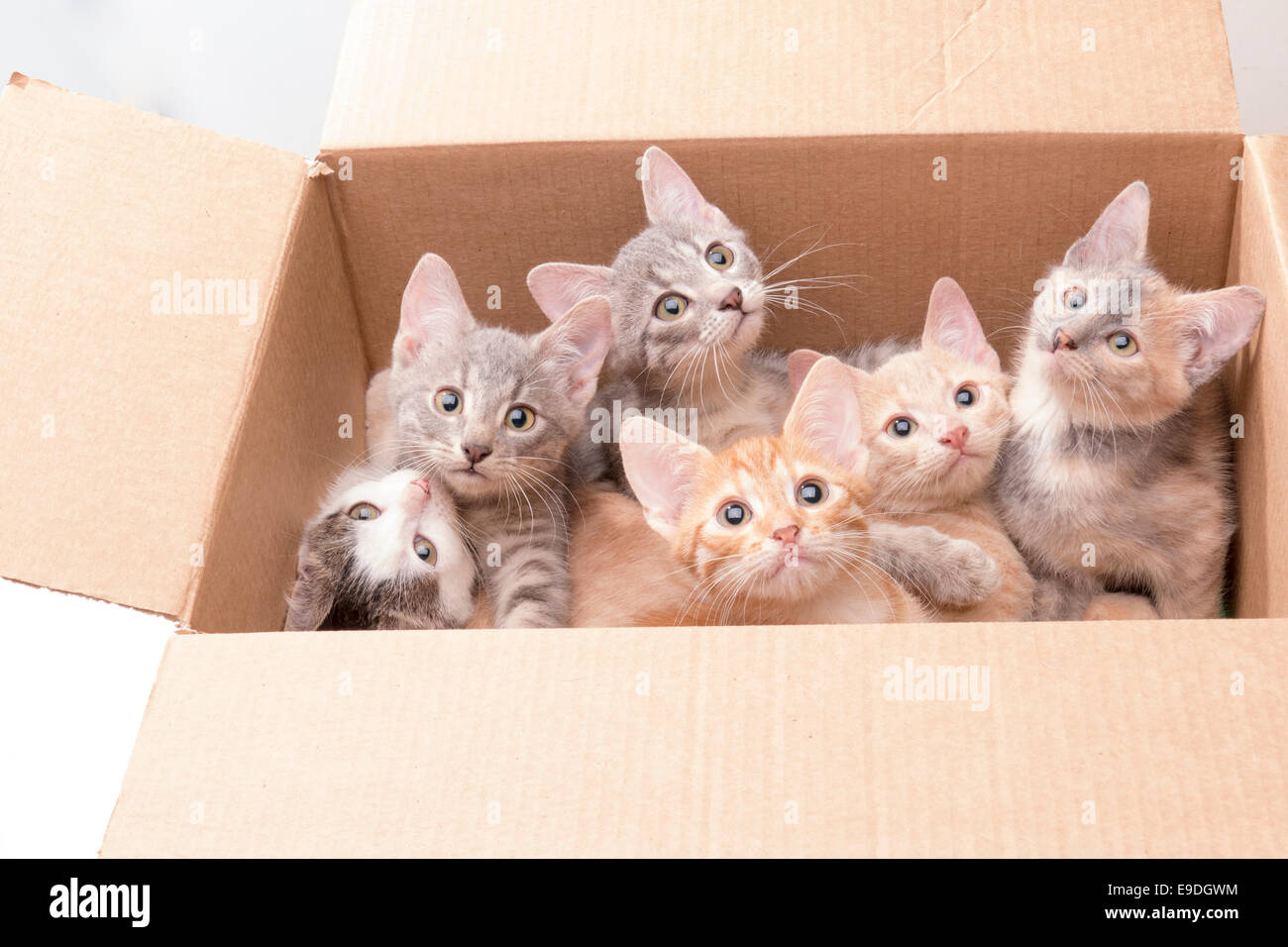 funny little kittens in a box Stock Photo Alamy