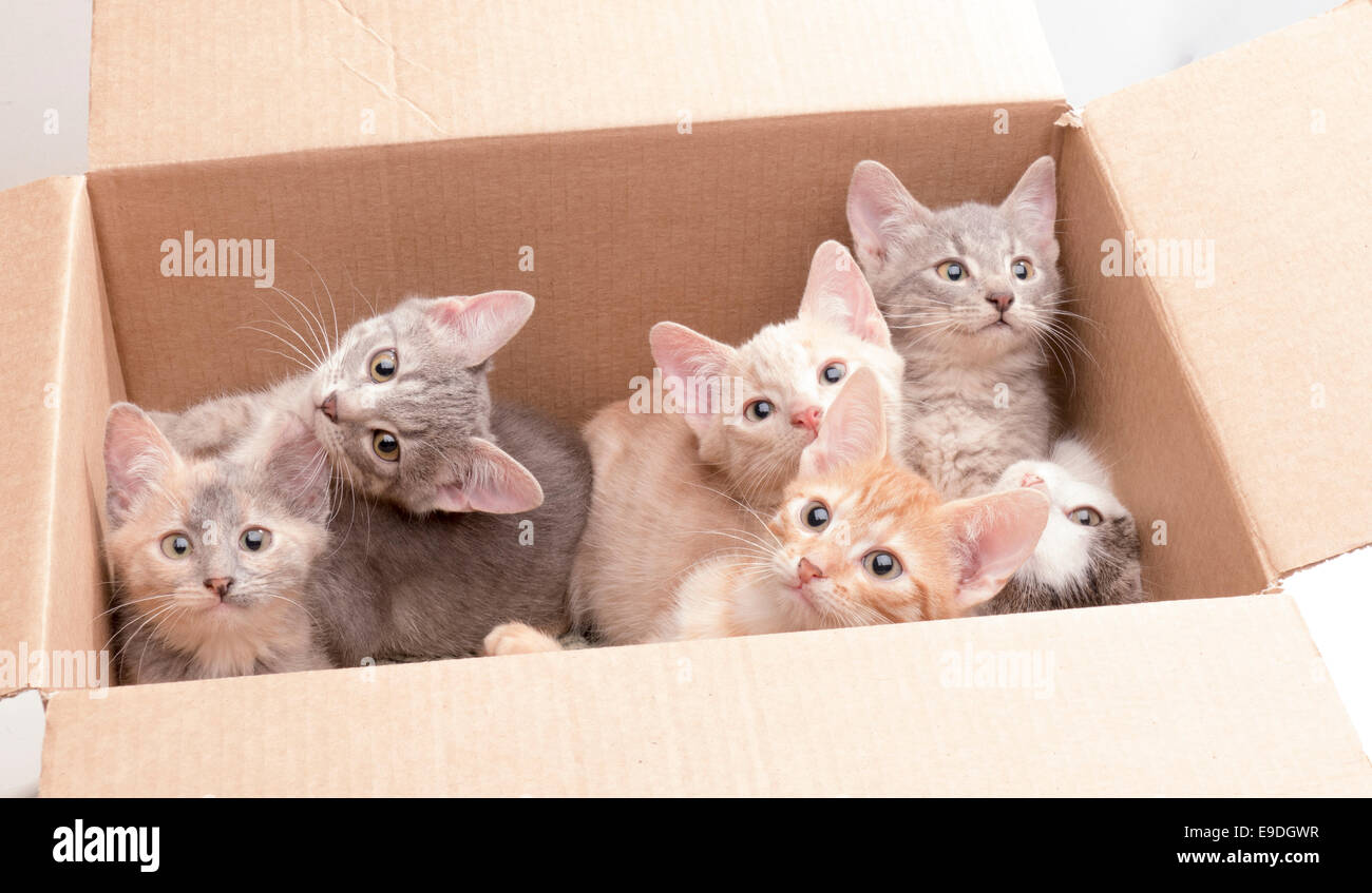 funny little kittens in a box Stock Photo Alamy