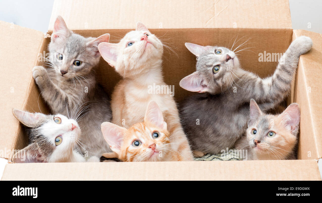 funny little kittens in a box Stock Photo Alamy