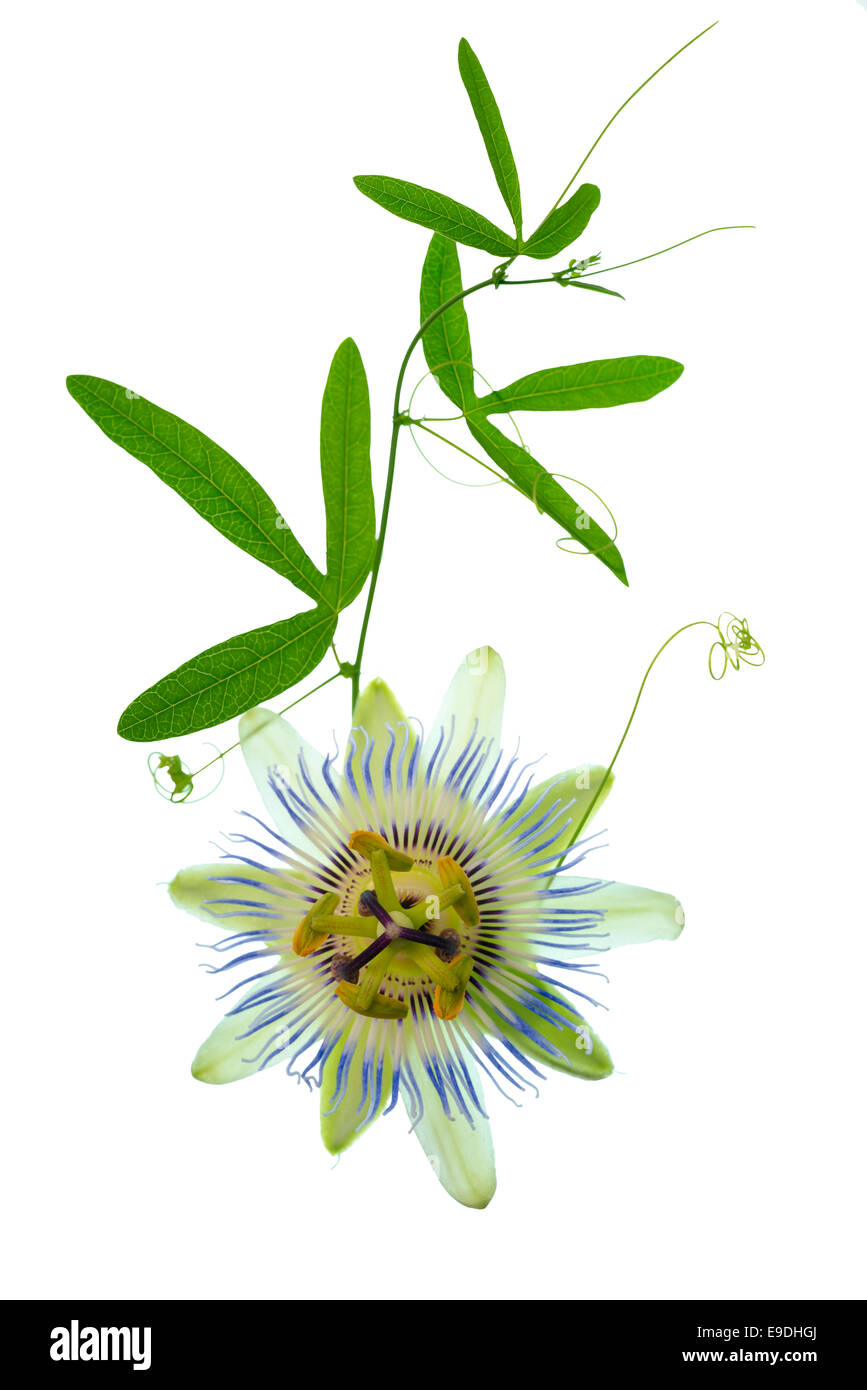 beautiful closeup of green passionflower branch with tendrils and flower head is isolated on white backgroundn white background Stock Photo