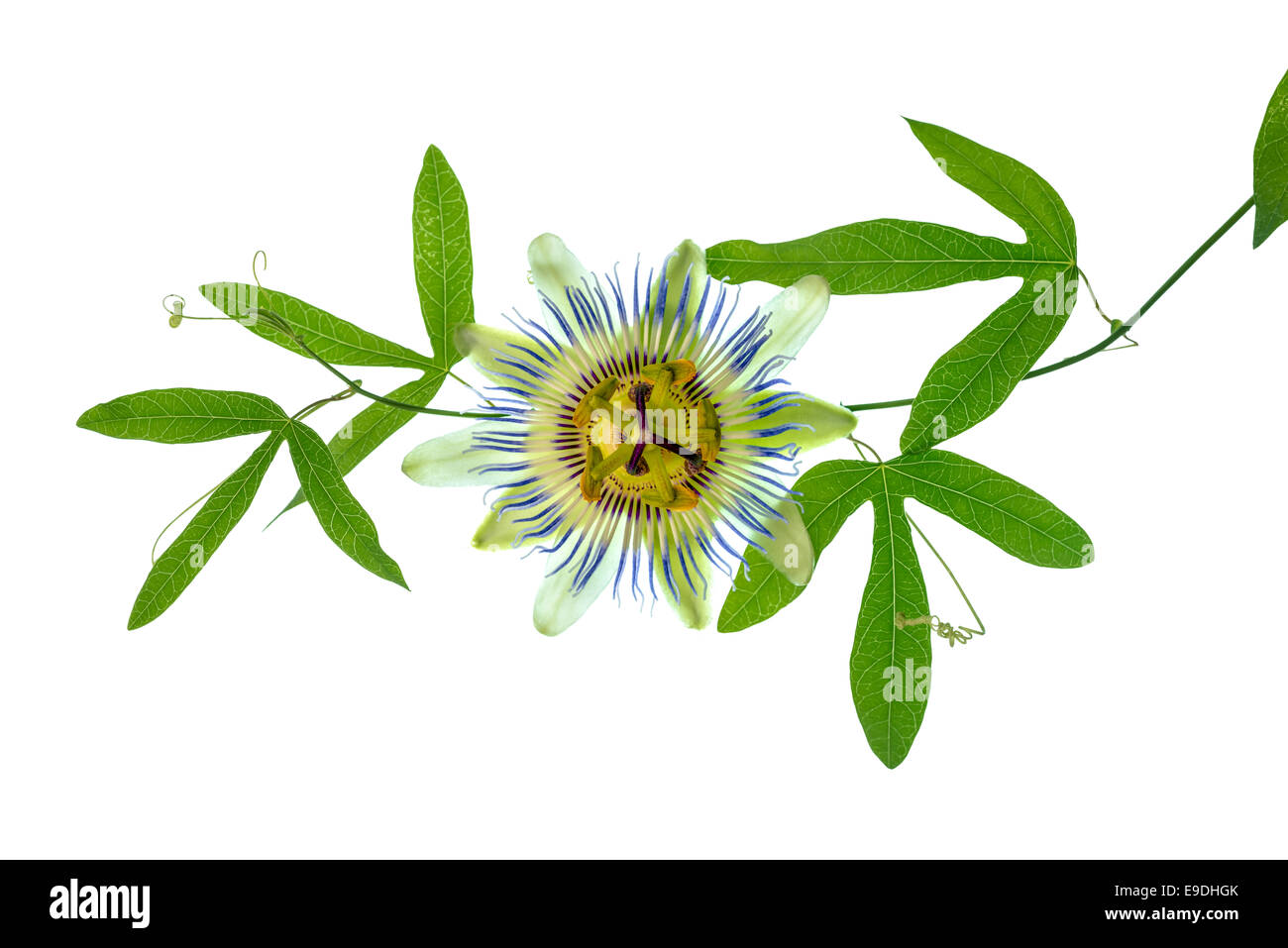 closeup of green passionflower branch with tendrils and flower head is isolated on white backgroundn white background Stock Photo