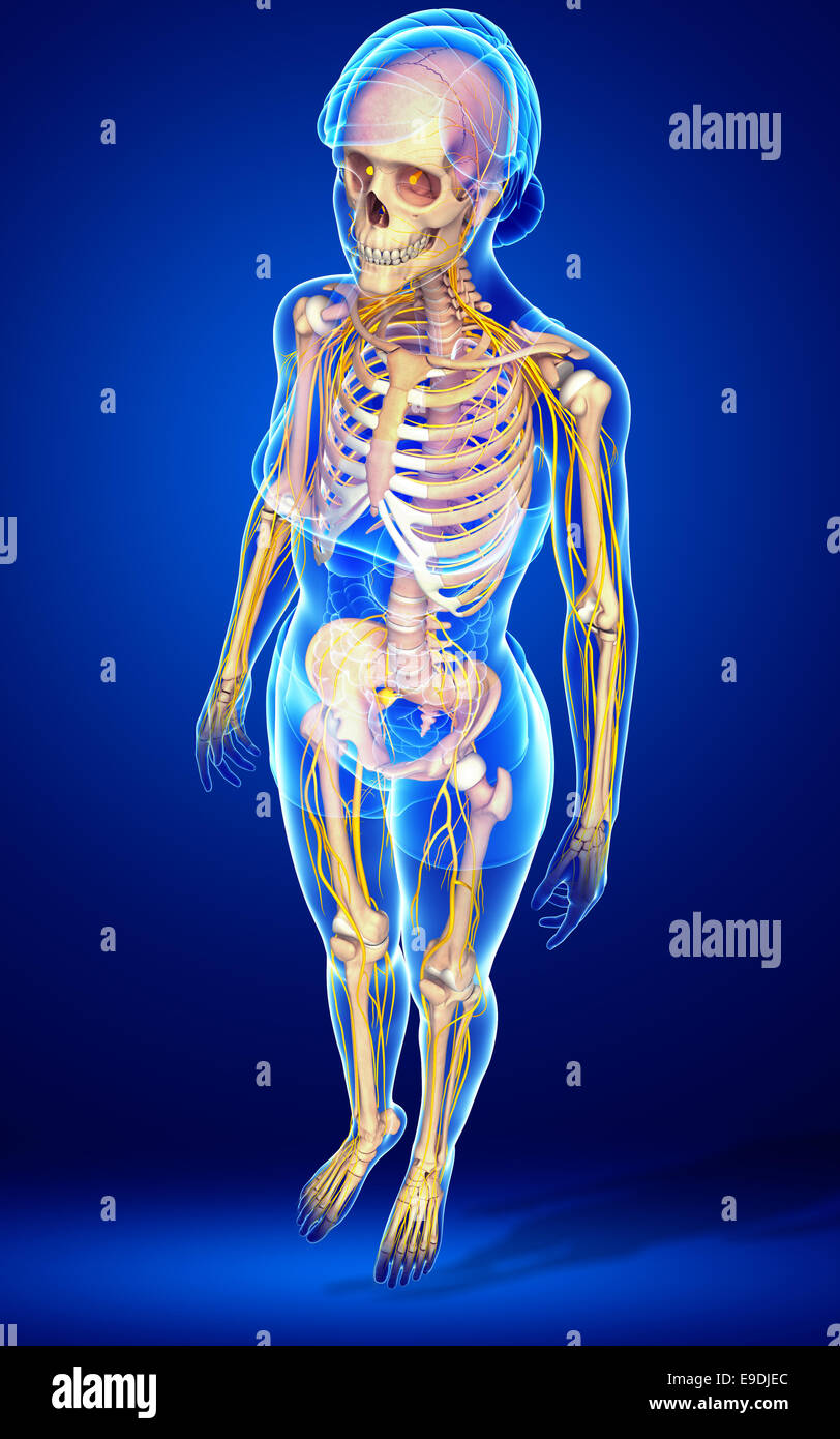 Illustration of human skeleton side view Stock Photo - Alamy