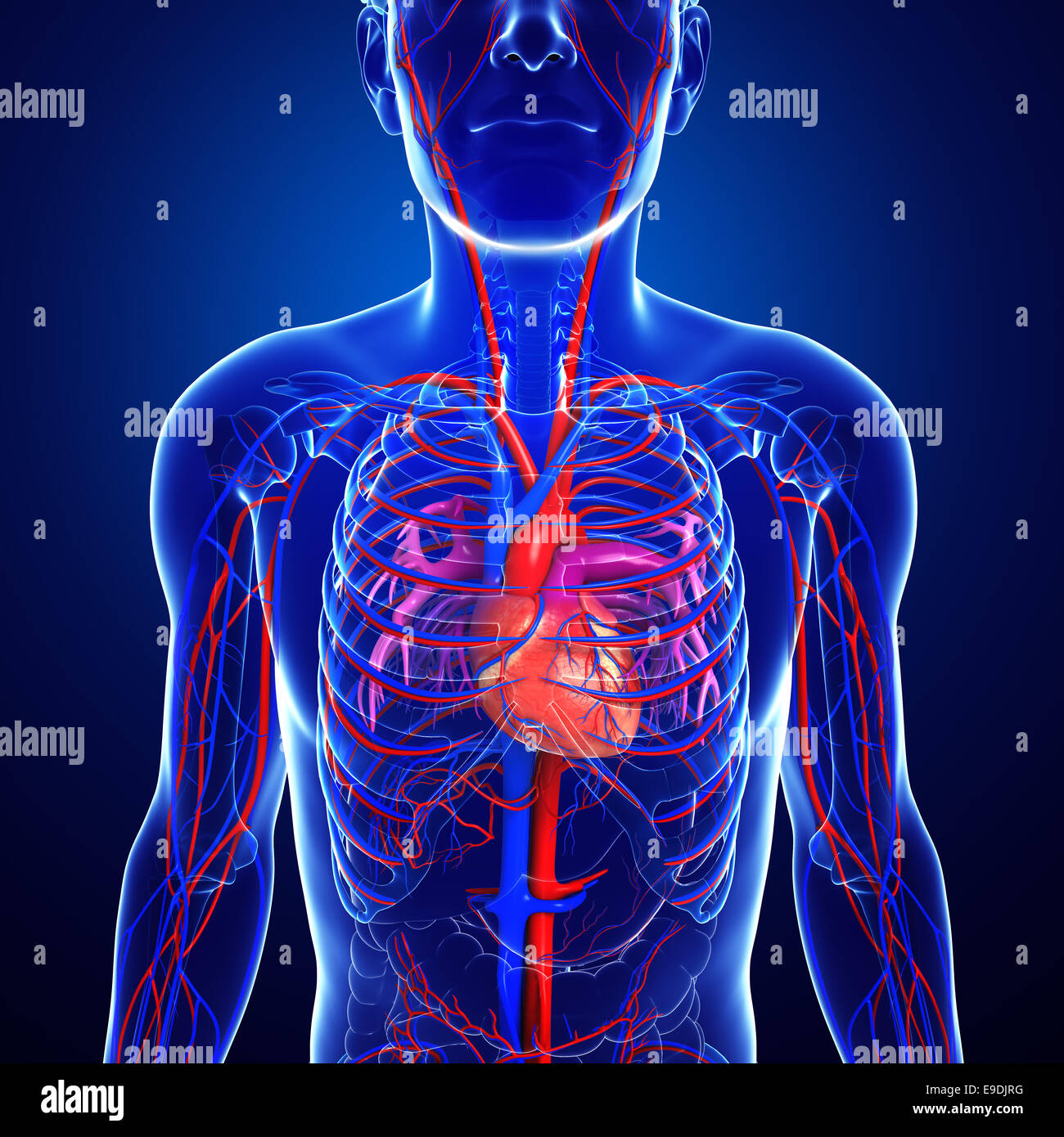 Illustration Of Human Heart Anatomy Stock Photo Alamy