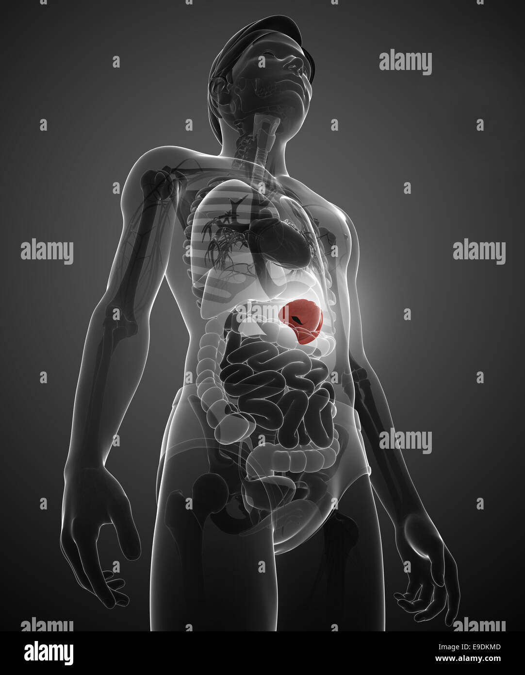 Illustration of male spleen anatomy Stock Photo - Alamy