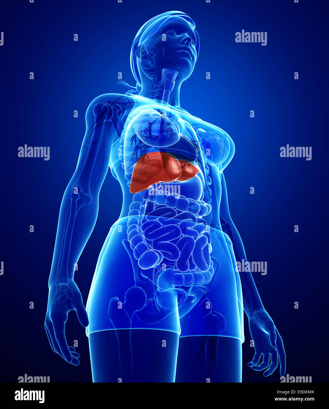 Female Anatomy Stock Illustration Illustration Of Hepatic