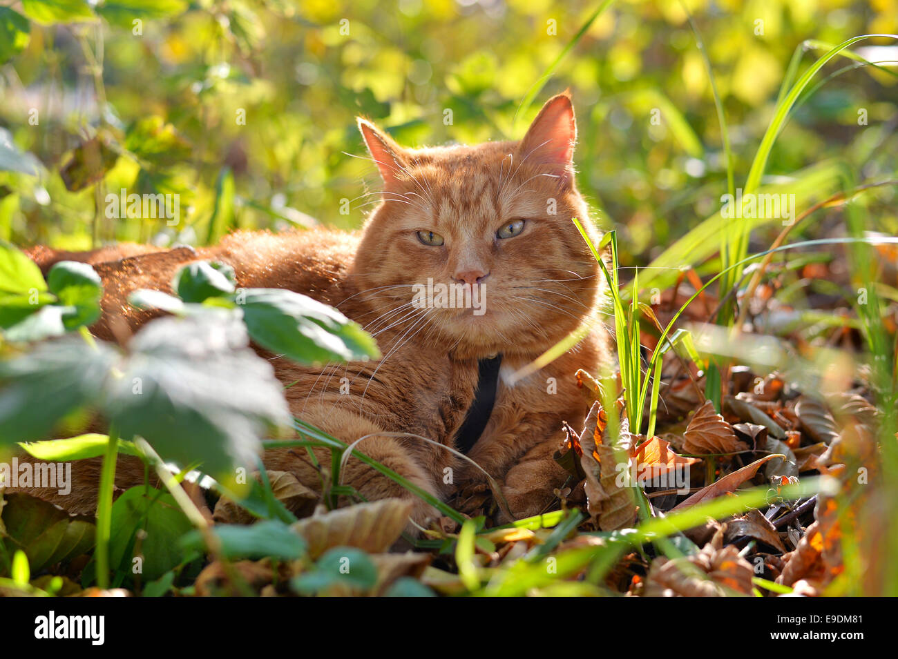 Red cat lies on the yellow autumn foliage in the woods Stock Photo - Alamy