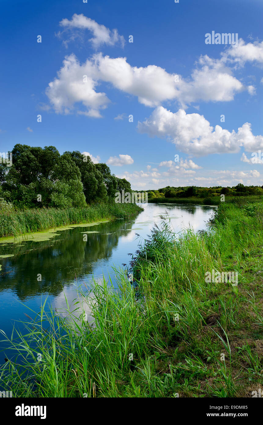 Summer landscape with a river, trees, flowering plants in Sunny weather ...
