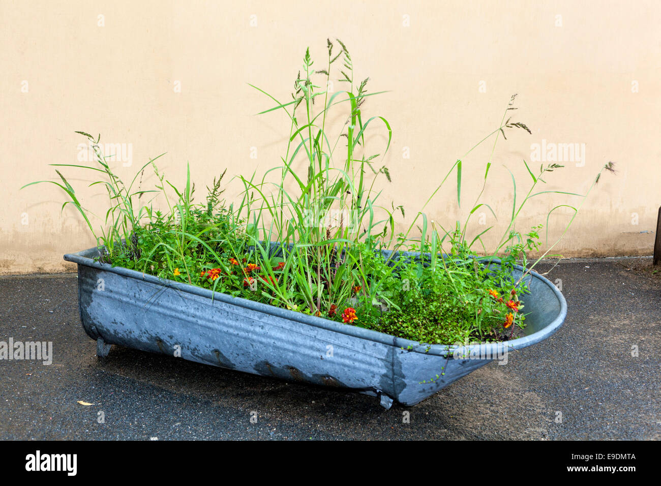 iron bathtub as a flower pot and place for plants Stock Photo