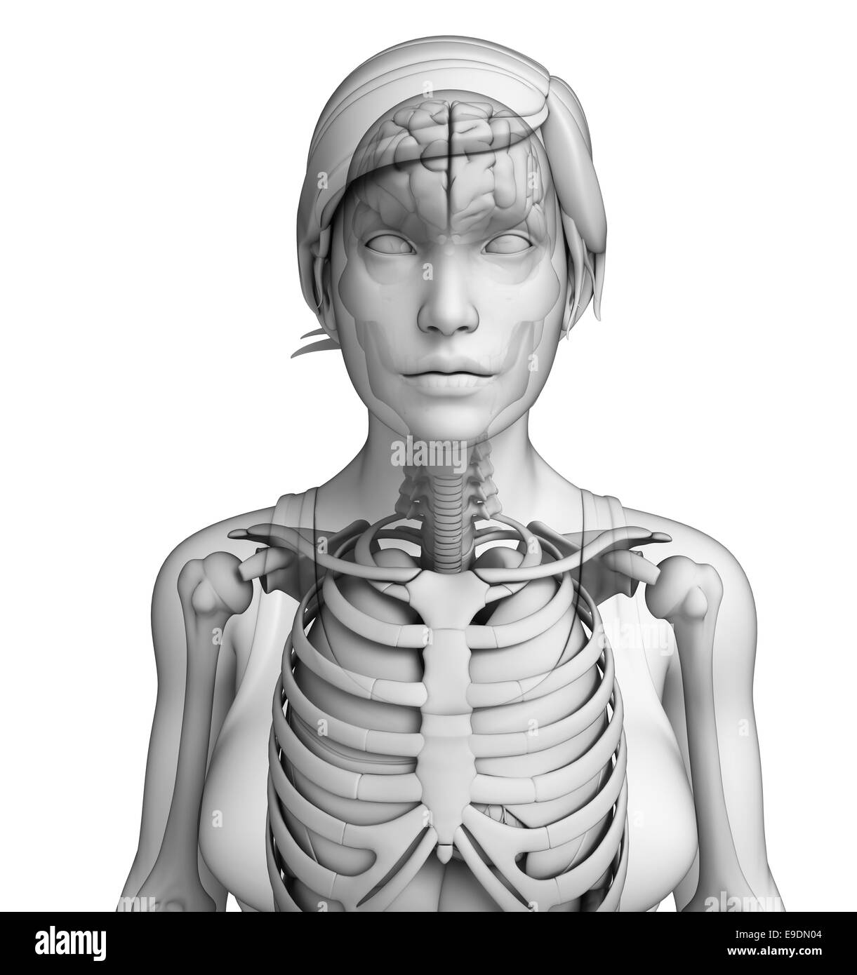 Illustration of human body respiratory system Stock Photo