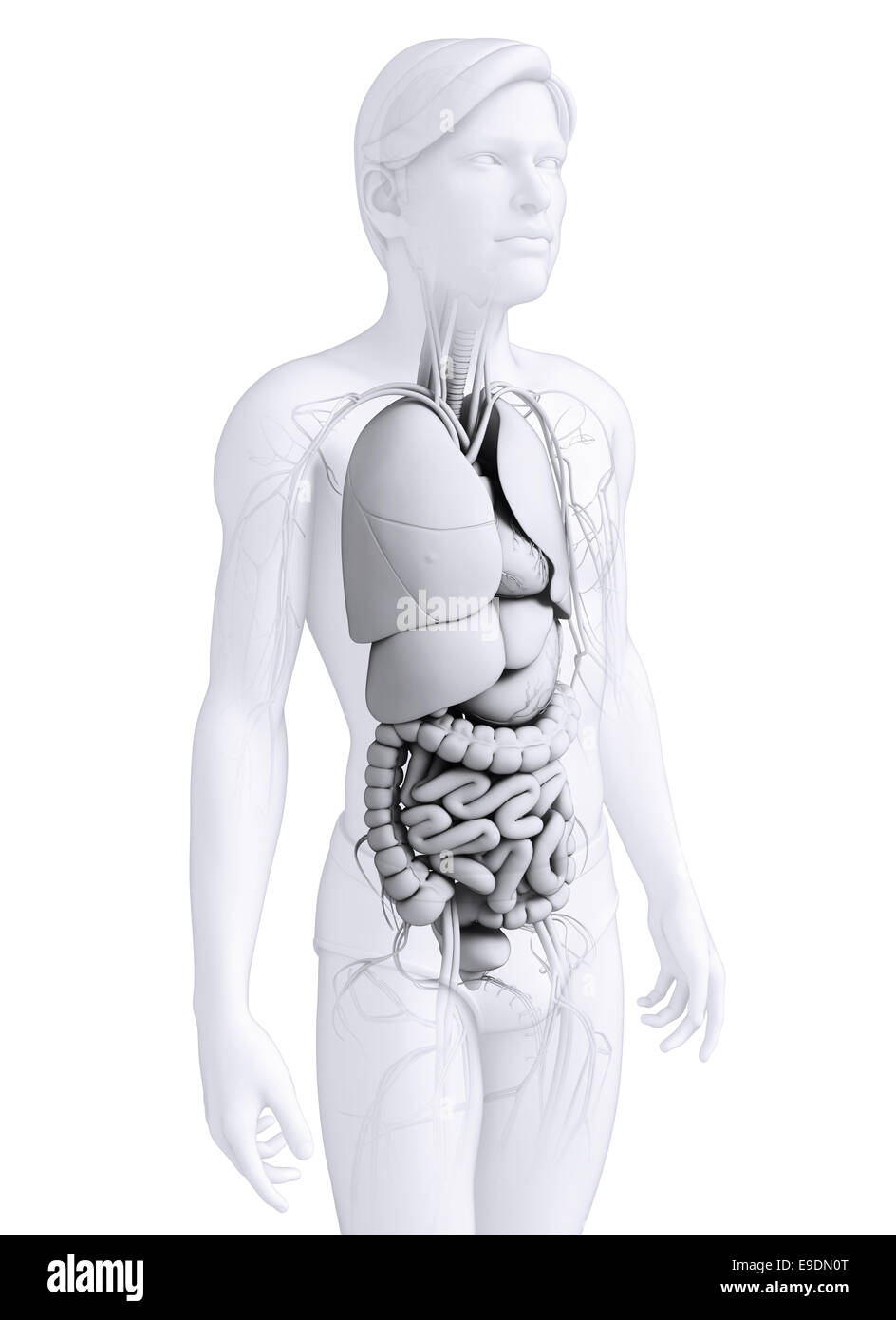 Digestive system anatomy Stock Photo - Alamy