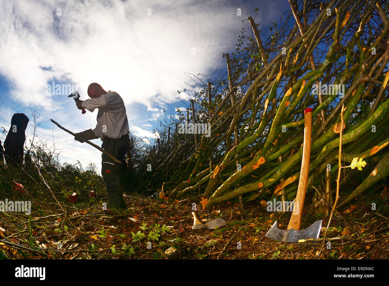 Hough on the Hill, Lincolnshire, UK. 25th Oct, 2014. Alan Ashby of Tunbridge Wells, laying a hedge in the Midlands style at the National Hedgelaying Championships at Hough on the Hill in Lincolnshire today, 25th October, 2014. Photo John Robertson. Credit:  John Robertson/Alamy Live News Stock Photo