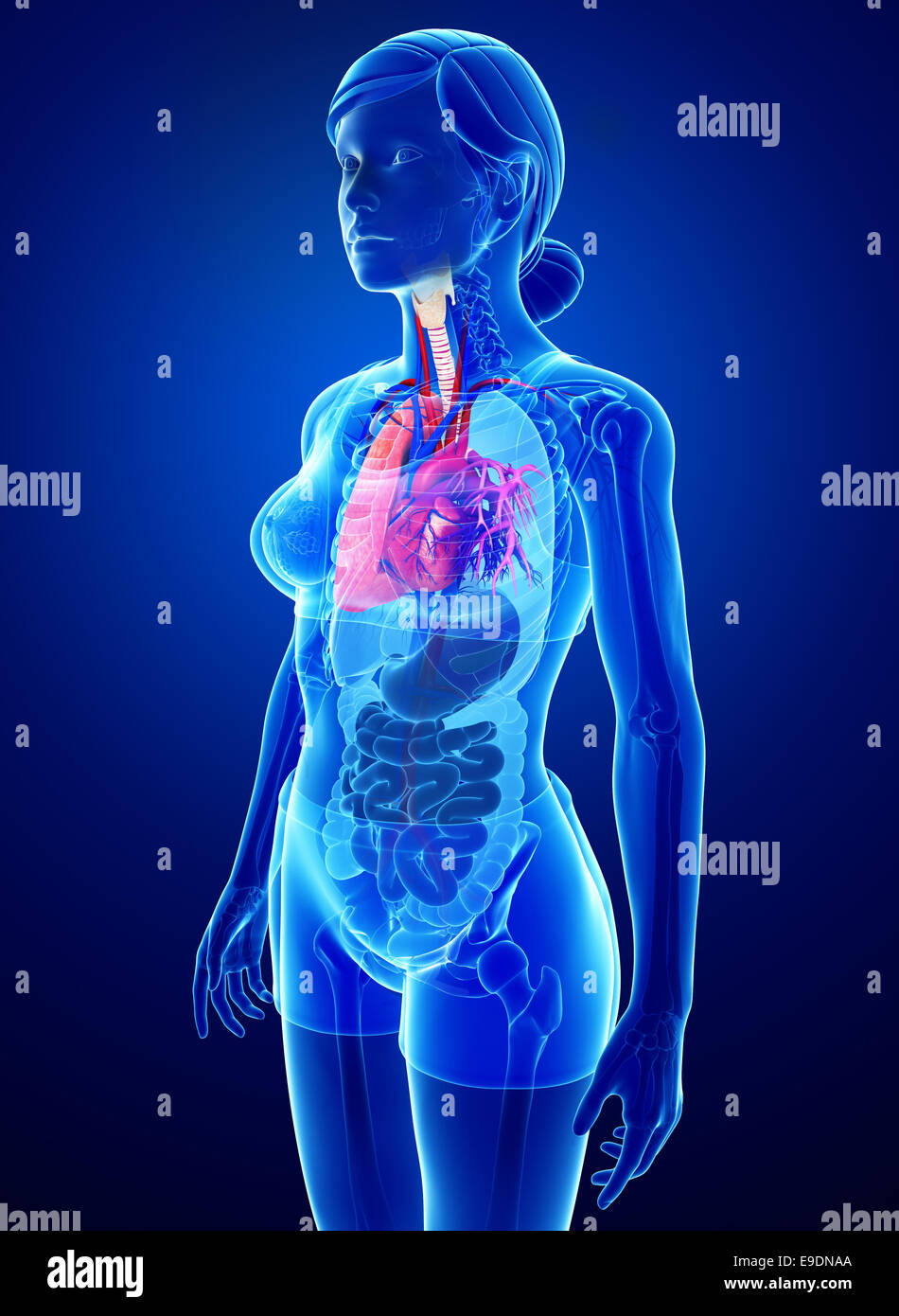 Illustration of male lungs anatomy Stock Photo - Alamy