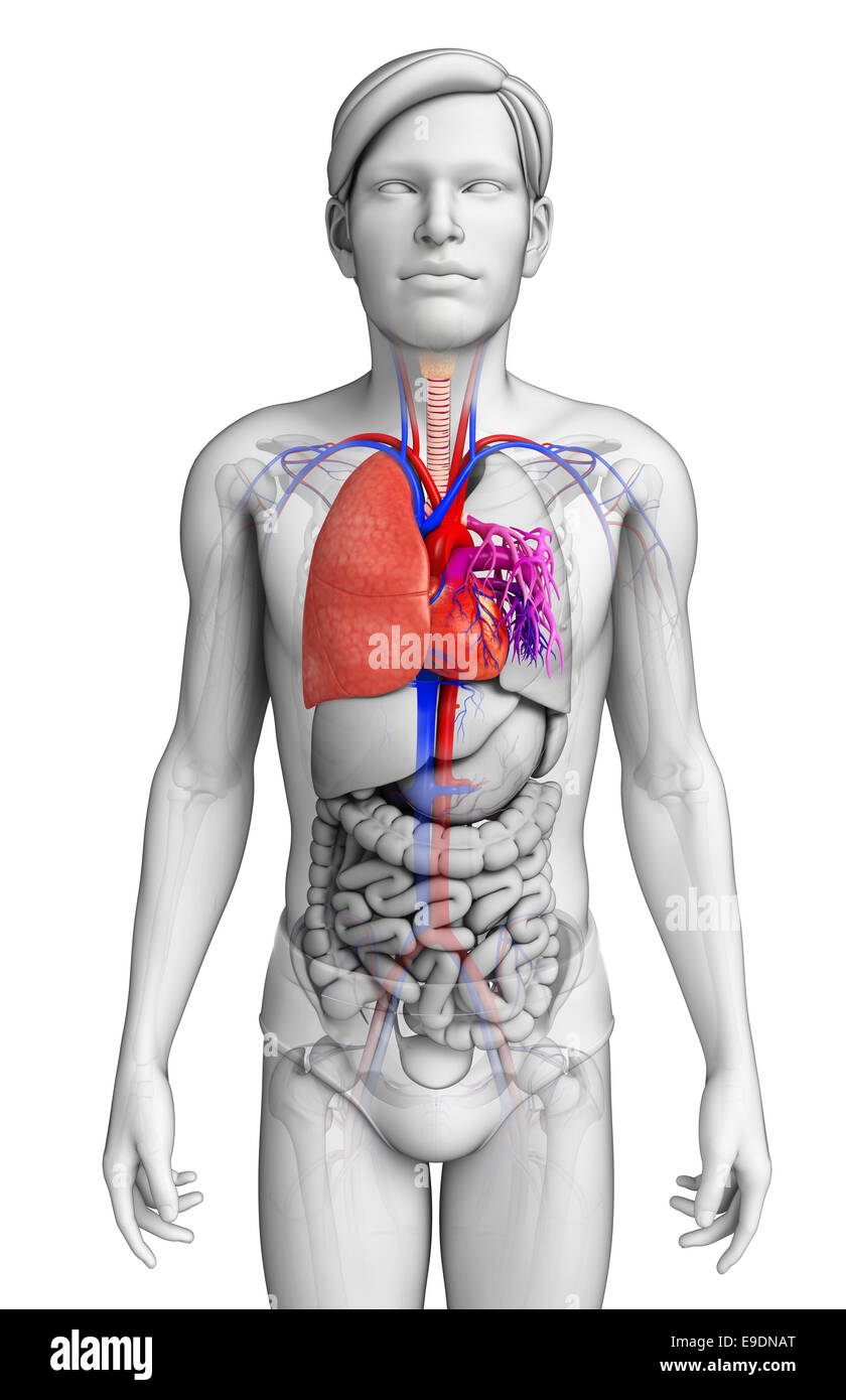 Illustration of male lungs anatomy Stock Photo - Alamy