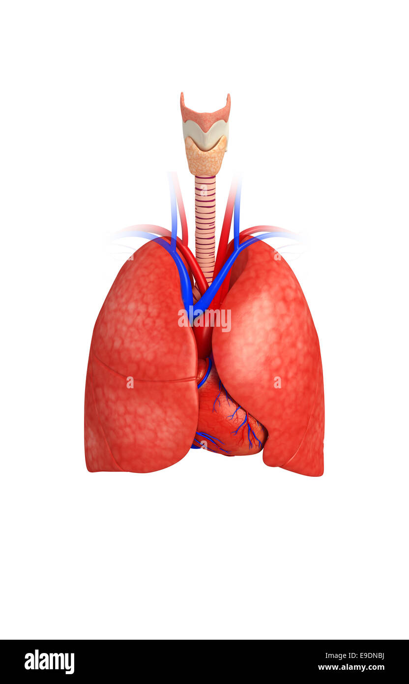 Illustration of male lungs anatomy Stock Photo - Alamy