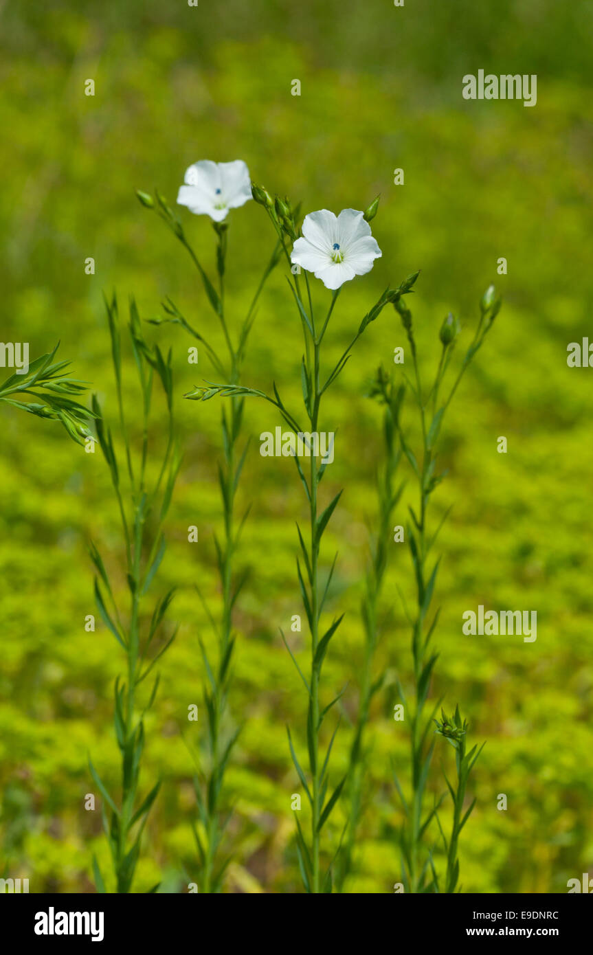 Several stems of a flax with two whitish flowers against a green background Stock Photo